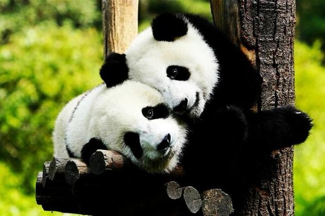 Private Zhujiajiao Water Town Tour with Shanghai Zoo and Panda - The ride from the zoo to Zhujiajiao