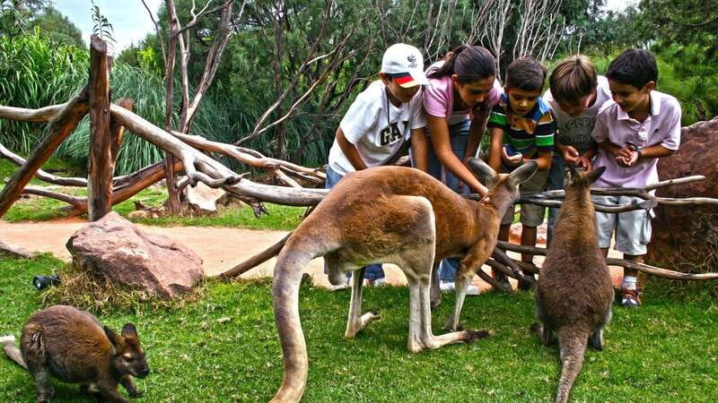 Puebla Africam Safari Park, Live an Unforgettable Adventure! - What the $43 Africam Safari trip really includes