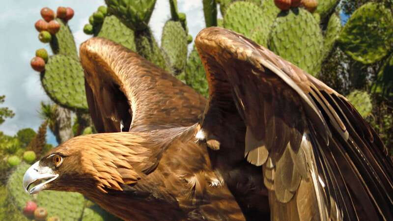 Puebla Africam Safari Park, Live an Unforgettable Adventure! - Why the park works well for families and first-time visitors