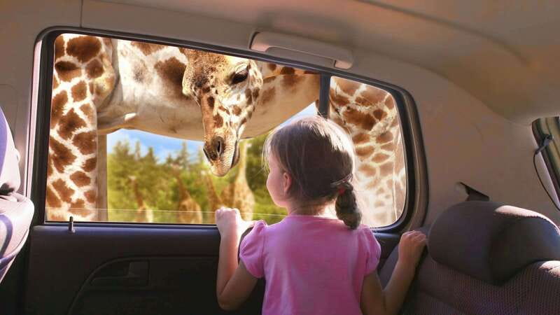 Puebla Africam Safari Park, Live an Unforgettable Adventure! - Four hours among animals in open habitats