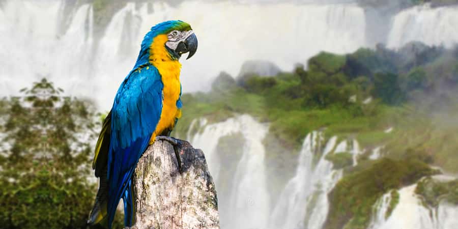 Puerto Iguazu: Iguaza Falls Brazilian Side & Bird Park Tour - Key points at a glance
