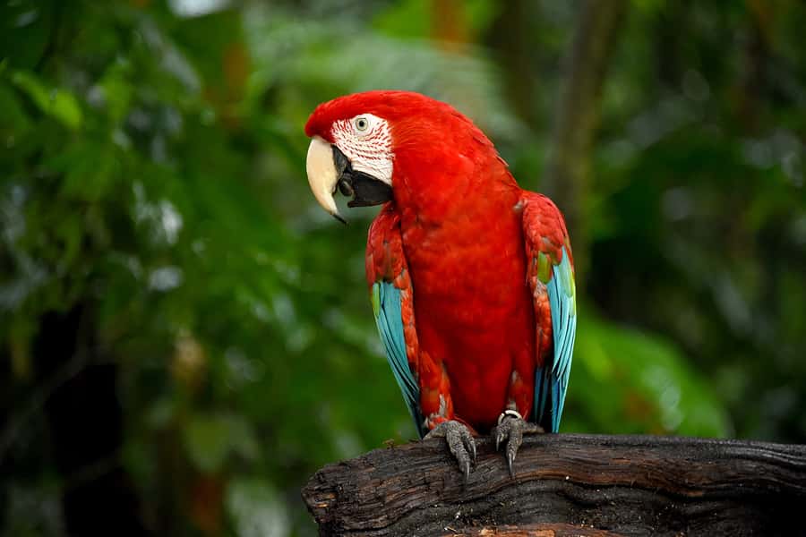 Puerto Iguazu: Iguaza Falls Brazilian Side & Bird Park Tour - Visiting the Bird Park near the falls