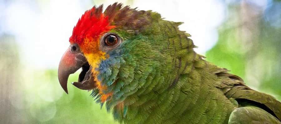 Puerto Iguazu: Iguaza Falls Brazilian Side & Bird Park Tour - What the guide does, and what the guide does not do