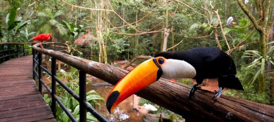Puerto Iguazu: Iguaza Falls Brazilian Side & Bird Park Tour - Who should book this Brazilian falls tour?