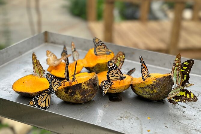 Puerto Plata City Tour with Butterfly Garden - Key points to know before booking