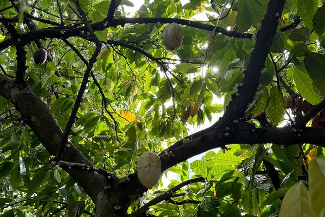 Puerto Plata City Tour with Butterfly Garden - Maimon brings the butterflies and fruit trees