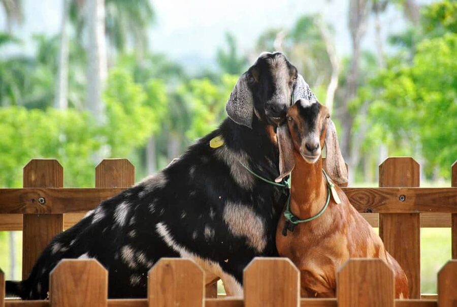 Punta Cana: Xploration Animal Park Bus Tour with Encounters - Key points to know before you book