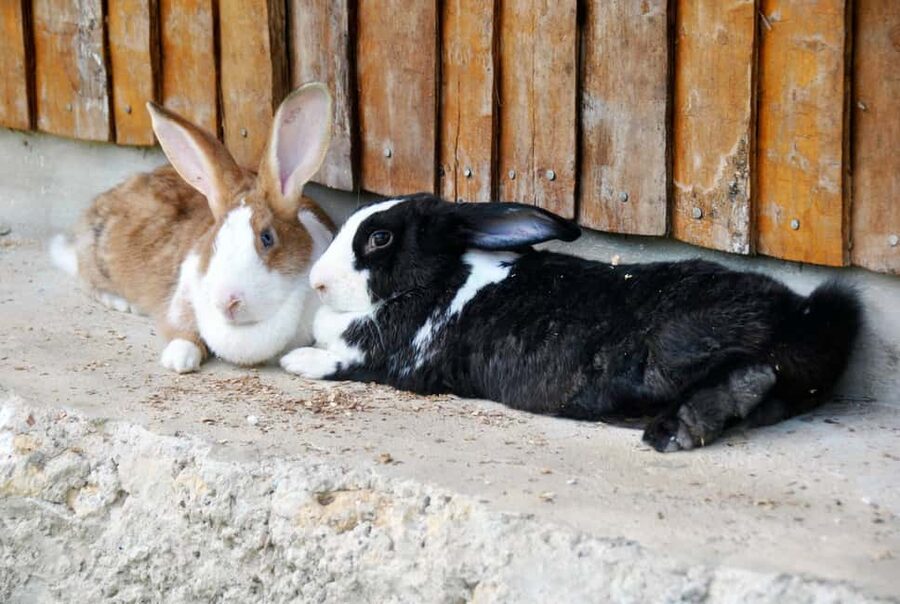 Punta Cana: Xploration Animal Park Bus Tour with Encounters - Rabbits, deer, ostriches, and emus