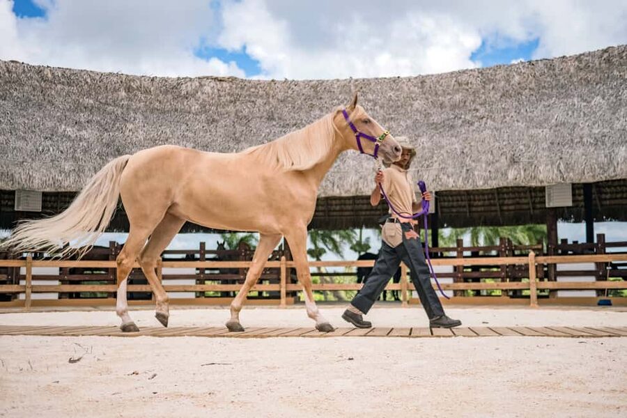 Punta Cana: Xploration Animal Park Bus Tour with Encounters - Horse riding, including a first ride in decades