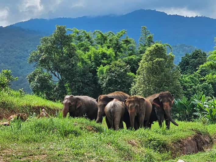 Rantong elephant sanctuary Chiangmai - Walking among elephants at Rantong