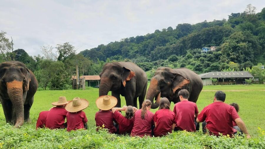 Rantong elephant sanctuary Chiangmai - Bathing time, with a practical ethical question