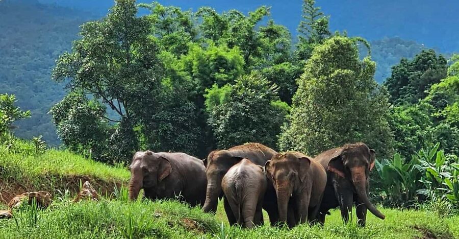 Rantong elephant sanctuary Chiangmai - Food, clothes, and the half-day schedule