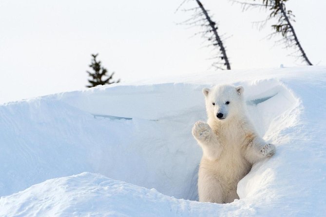 Ranua Wildlife Park Day: Visit the Arctic Animals - Key points to know before you book