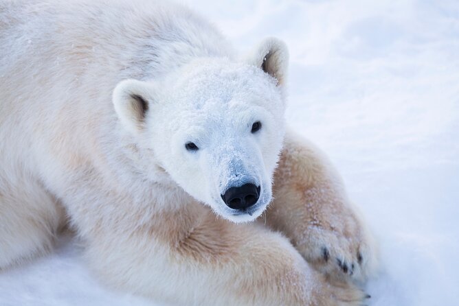 Ranua Wildlife Park Day: Visit the Arctic Animals - Walking the 2.5 km wildlife route