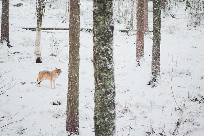 Ranua Wildlife Park Day: Visit the Arctic Animals - Polar bears, foxes, and the animals you may see