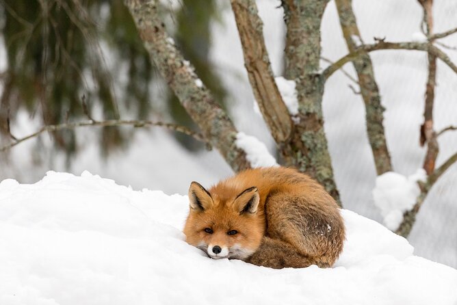 Ranua Wildlife Park Day: Visit the Arctic Animals - Three hours at Ranua, with room for your own pace