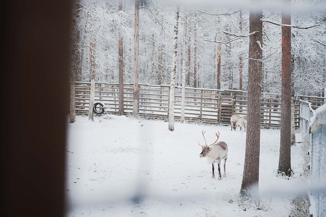 Ranua Wildlife Park Day : Visit the Arctic Animals! - Is $151.78 a fair price?