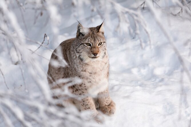 Ranua Wildlife Park Day: Visit the Arctic Animals - The one-hour ride from Rovaniemi