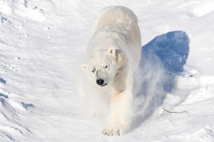 Ranua: Wildlife Park Entrance Ticket - Why Ranua feels different from a regular zoo