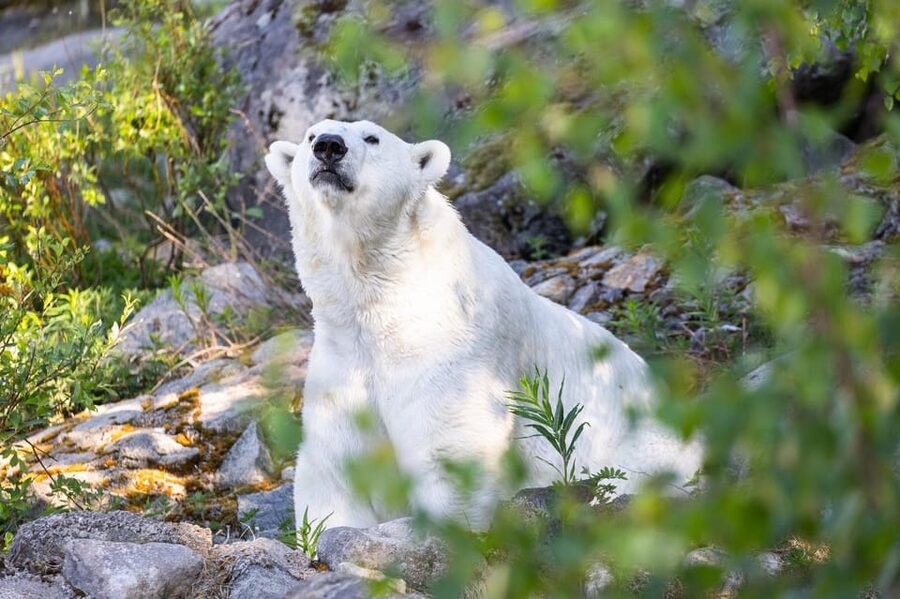 Ranua: Wildlife Park Entrance Ticket - Arctic animals worth watching along the route