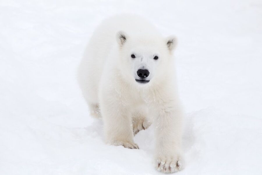 Ranua: Wildlife Park Experience with Buffet Lunch - Walking into a Finnish winter wildlife park
