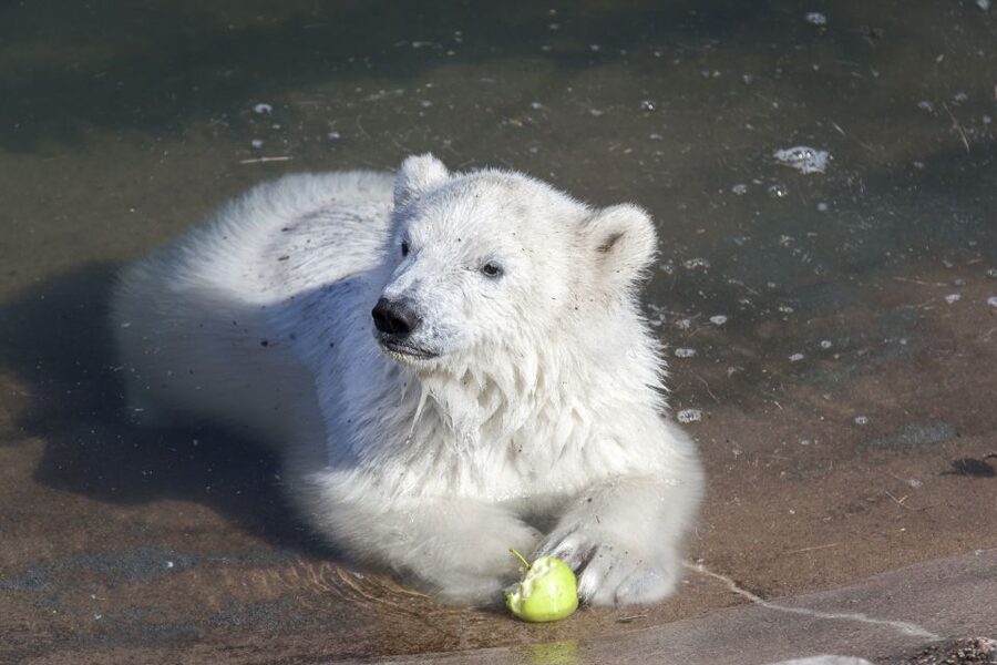Ranua Wildlife Park Guided Tour from Rovaniemi, With Lunch - Key points to know before you book