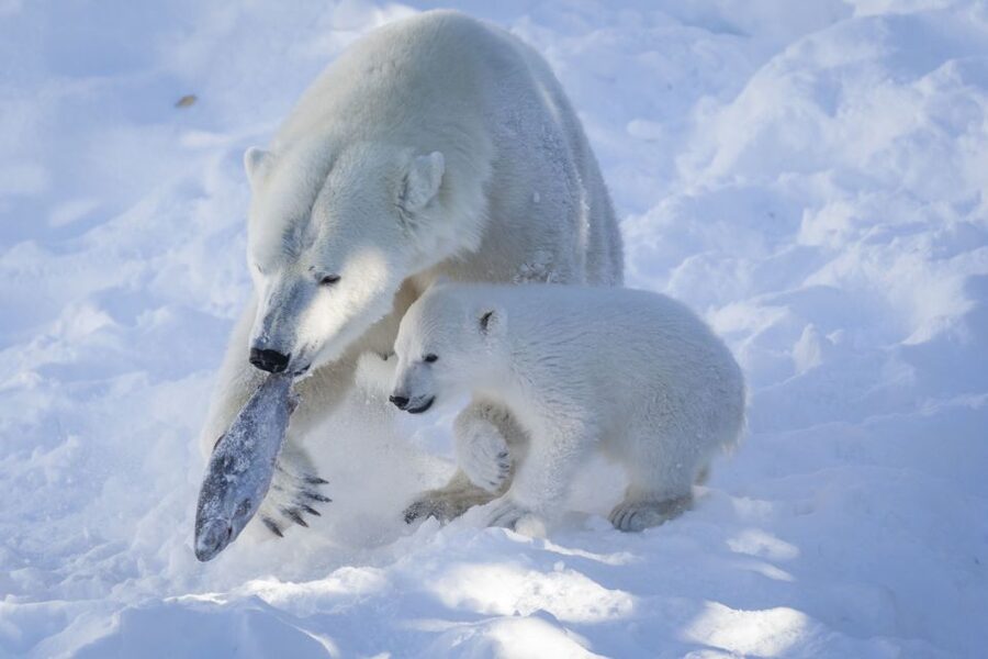 Ranua Wildlife Park Guided Tour from Rovaniemi, With Lunch - Simple ways to make the day better