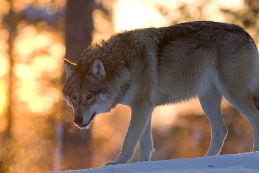 Ranua Wildlife Park Guided Tour from Rovaniemi, With Lunch - Walking among 50 Arctic and northern species