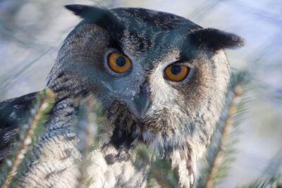 Ranua Wildlife Park Guided Tour from Rovaniemi, With Lunch