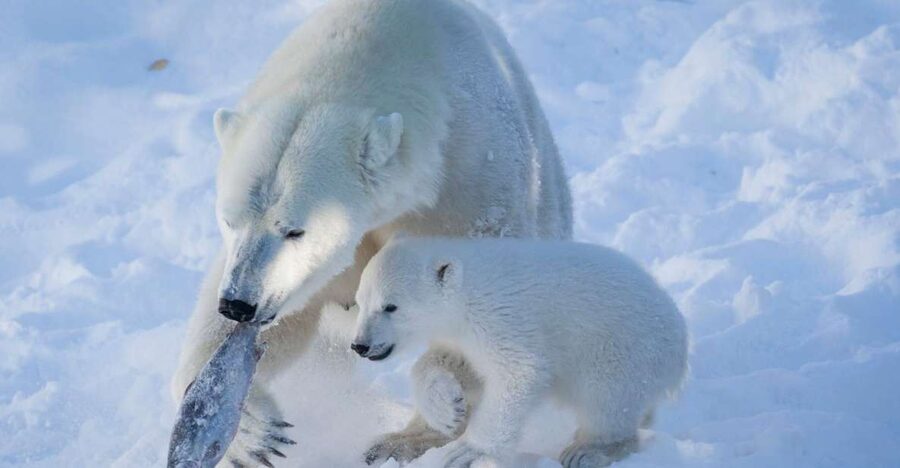 Ranua Wildlife Park Guided Tour from Rovaniemi, With Lunch - The polar bears are the main event