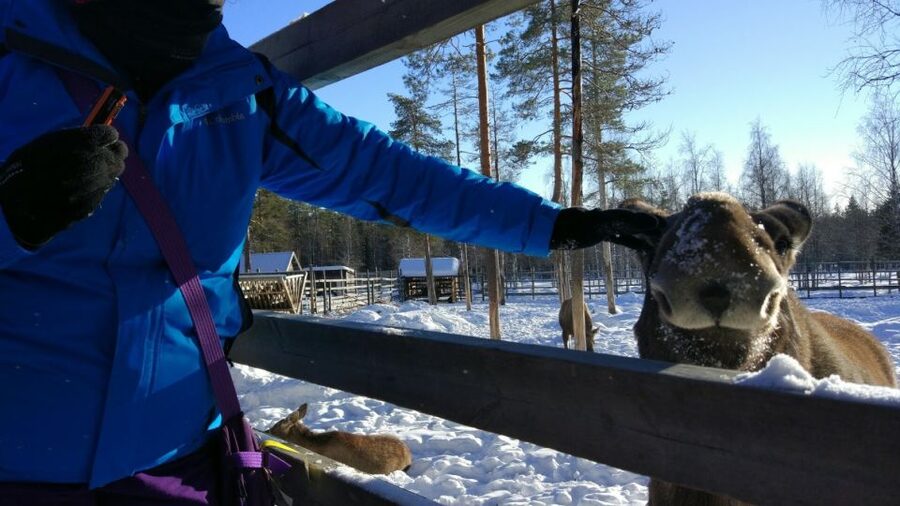 Ranua Wildlife Park Guided Tour from Rovaniemi, With Lunch - What the $170 price really covers