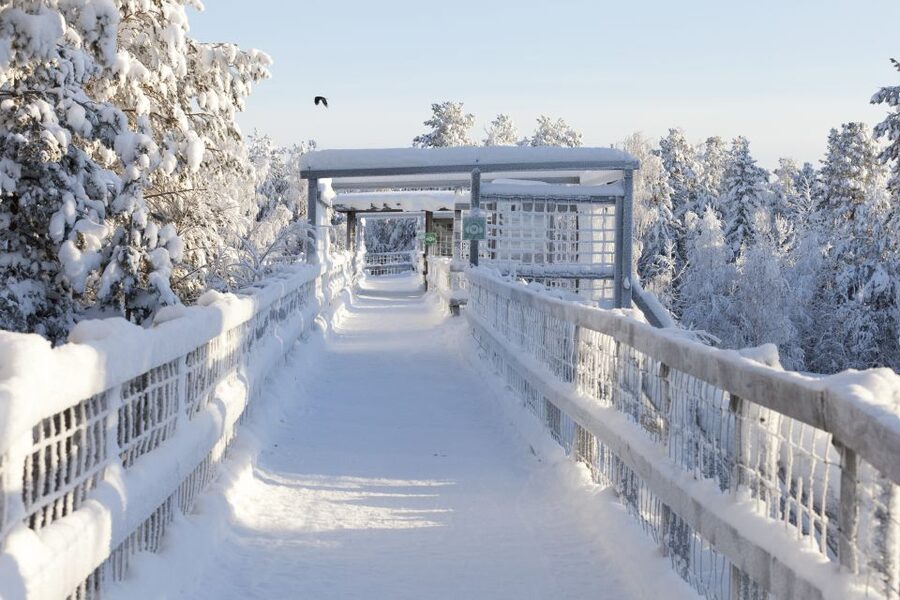 Ranua Wildlife Park Guided Tour from Rovaniemi, With Lunch - Who should book this half-day outing