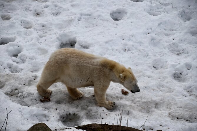 Ranua Zoo Arctic Wildlife Park with Private Transport & Lunch - Why Ranua Zoo makes a good Rovaniemi day trip