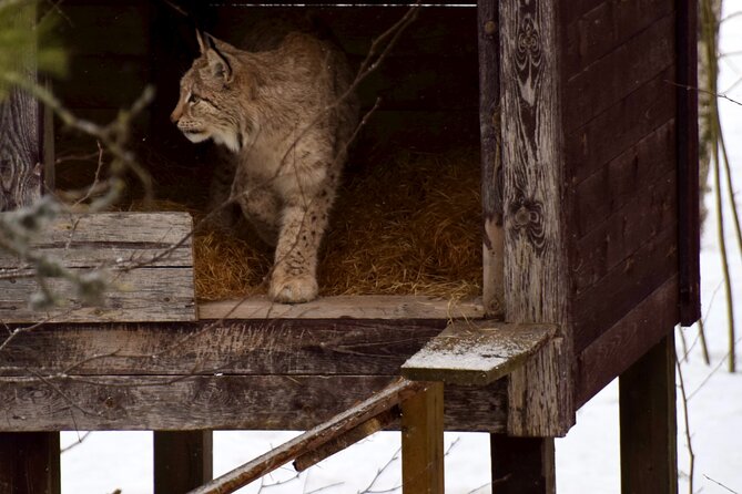Ranua Zoo Arctic Wildlife Park with Private Transport & Lunch - Private transport from Rovaniemi