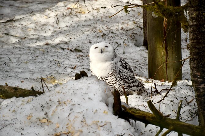 Ranua Zoo Arctic Wildlife Park with Private Transport & Lunch - Lunch adds practical value