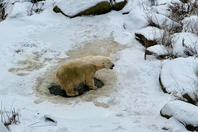 Ranua Zoo Arctic Wildlife Park with Private Transport & Lunch - Winter snow or summer forest