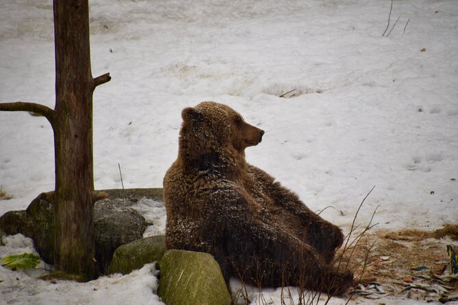 Ranua Zoo Arctic Wildlife Park with Private Transport & Lunch - Following the two-hour forest trail