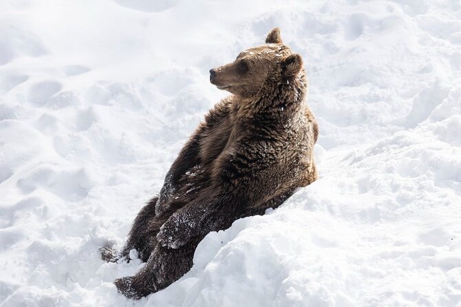 Ranua Zoo Family Tour from Rovaniemi - Why Ranua makes a good half-day from Rovaniemi