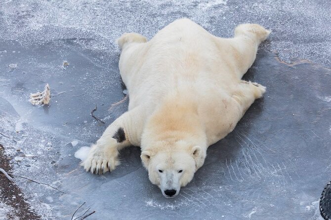 Ranua Zoo Family Tour from Rovaniemi - The one-hour ride to Ranua Wildlife Park