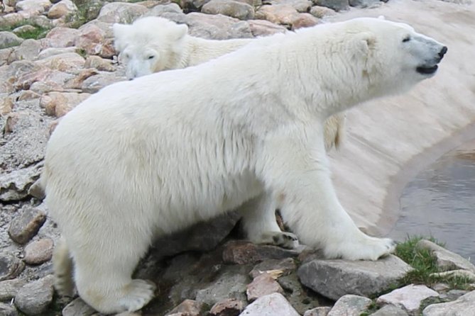 Ranua Zoo Family Tour from Rovaniemi - Three hours among Arctic animals
