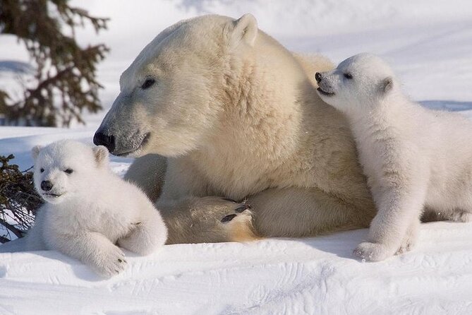 Ranua Zoo Tour VIP Car (private service) - What families should know about winter walking