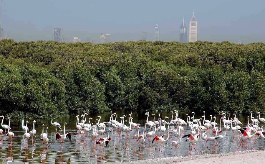 Ras Al Khor Wildlife Sanctuary with Dubai City Tour - Key points to know before booking