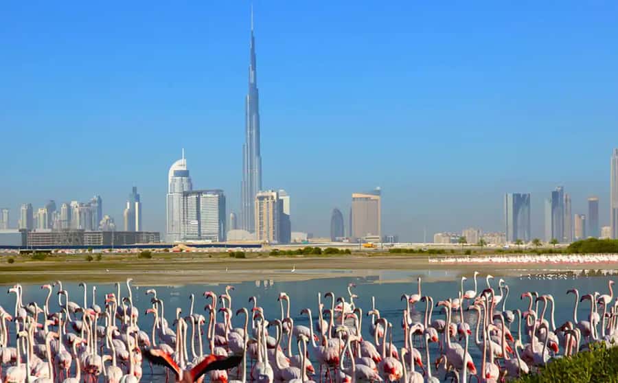 Ras Al Khor Wildlife Sanctuary with Dubai City Tour - Why Ras Al Khor changes the usual Dubai tour