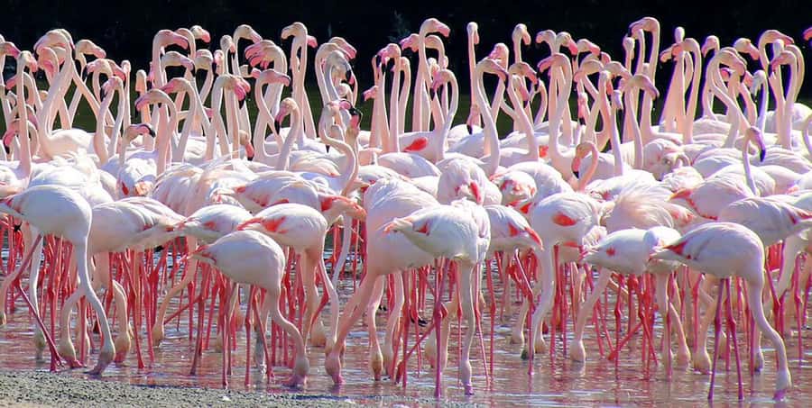 Ras Al Khor Wildlife Sanctuary with Dubai City Tour - Future Museum and Dubai Frame photo stops