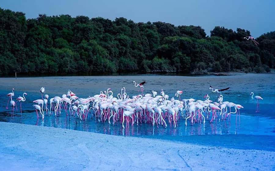 Ras Al Khor Wildlife Sanctuary with Dubai City Tour - Watching flamingos at Ras Al Khor