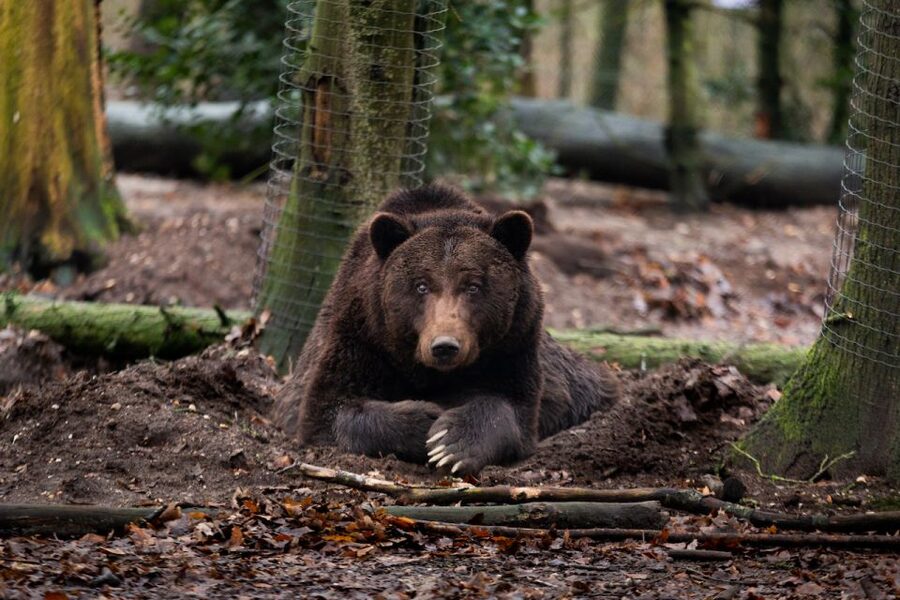 Rhenen: Ouwehands Zoo Entry Ticket - Key points to know before you go