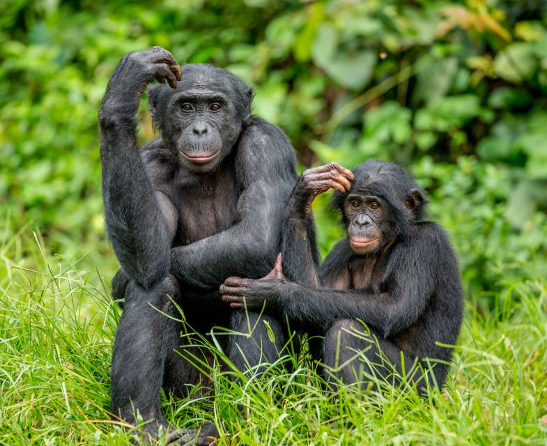 Rhenen: Ouwehands Zoo Entry Ticket - A zoo visit that works for different ages