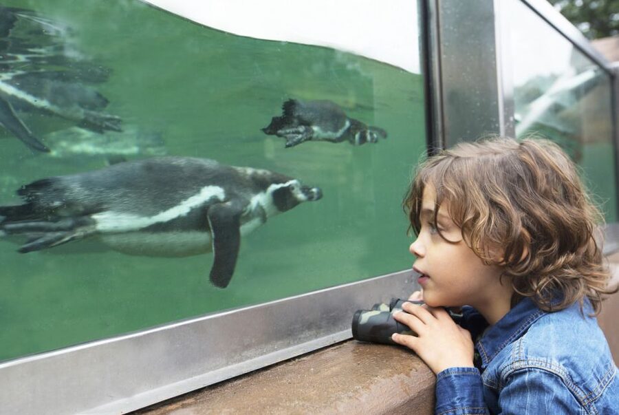 Rhenen: Ouwehands Zoo Entry Ticket - How to plan your one-day visit