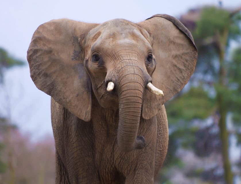 Rhenen: Ouwehands Zoo Entry Ticket - Is $36 a fair price?