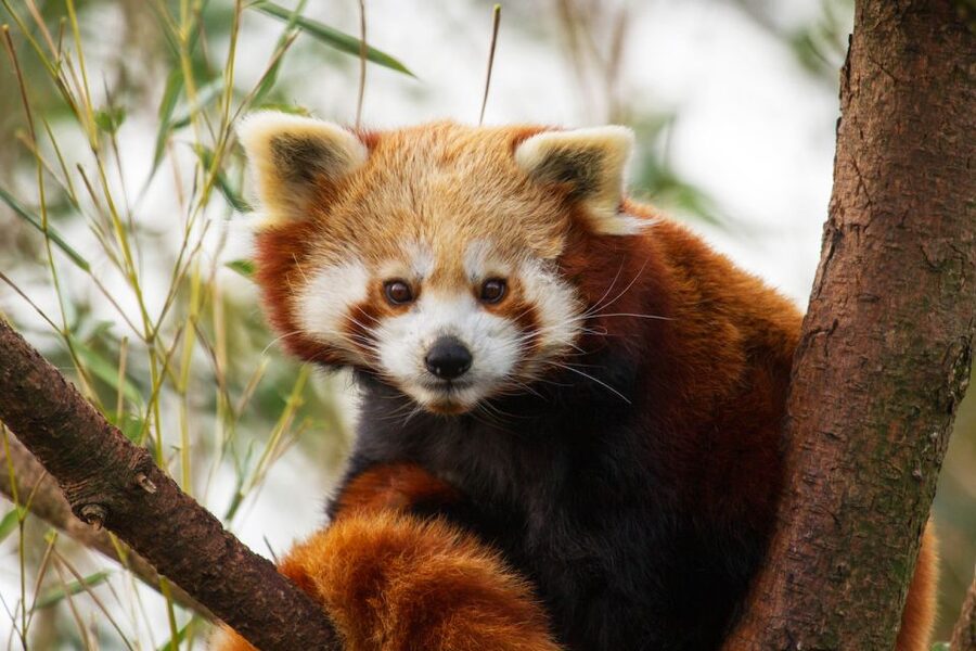 Rhenen: Ouwehands Zoo Entry Ticket - Who should book this experience?